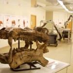 Laboratorio-Museo di Serravalle, testa di Hippopotamus antiquus